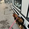 Images de profil de Cecilia - Blooming Pets - Petsitting et garde d'animaux à domicile