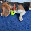 Images de profil de Cecilia - Blooming Pets - Petsitting et garde d'animaux à domicile