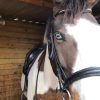 Images de profil de charlotte - Blooming Pets - Petsitting et garde d'animaux à domicile