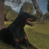 Images de profil de charlotte - Blooming Pets - Petsitting et garde d'animaux à domicile