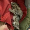 Images de profil de charlotte - Blooming Pets - Petsitting et garde d'animaux à domicile