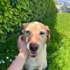 Images de profil de charlotte - Blooming Pets - Petsitting et garde d'animaux à domicile