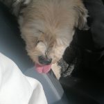 Ganja Mon Chien  Shih Tzu Femelle - Garde d'animaux à domicile