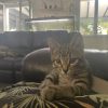 Images de profil de Chloe - Blooming Pets - Petsitting et garde d'animaux à domicile