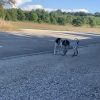 Images de profil de Chloe - Blooming Pets - Petsitting et garde d'animaux à domicile