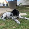 Images de profil de Chloe - Blooming Pets - Petsitting et garde d'animaux à domicile