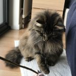 Muffin Mon Chat  Norvégien Femelle - Garde d'animaux à domicile