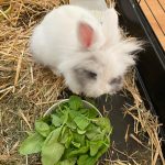 Pépite Mon Lapin  Angora Français Femelle - Garde d'animaux à domicile