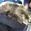 Images de profil de Chloé - Blooming Pets - Petsitting et garde d'animaux à domicile