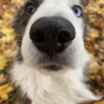 Guizmo Mon Chien  Border Collie Mâle - Garde d'animaux à domicile