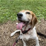 Evy Mon Chien  Beagle Femelle stérilisée - Garde d'animaux à domicile