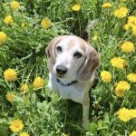 Rocket Mon Chien  Beagle Mâle stérilisé - Garde d'animaux à domicile