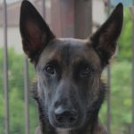 Tilja Mon Chien  Berger Belge Malinois Femelle - Garde d'animaux à domicile