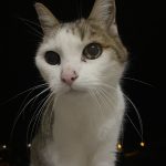 Vanille Mon Chat  Croisé Femelle - Garde d'animaux à domicile