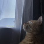 Leïa Mon Chat  Croisé Femelle - Garde d'animaux à domicile