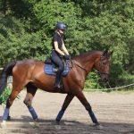 Seattle du Chalet Mon Cheval  Selle Français Mâle stérilisé - Garde d'animaux à domicile