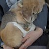 Images de profil de Chloé - Blooming Pets - Petsitting et garde d'animaux à domicile