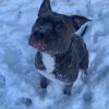 Images de profil de Cheyenne - Blooming Pets - Petsitting et garde d'animaux à domicile