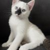 Images de profil de Cheyenne - Blooming Pets - Petsitting et garde d'animaux à domicile
