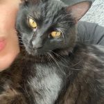 Twyx Mon Chat  Européen Mâle - Garde d'animaux à domicile