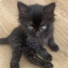 Images de profil de Christal - Blooming Pets - Petsitting et garde d'animaux à domicile