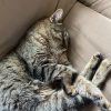 Images de profil de Christal - Blooming Pets - Petsitting et garde d'animaux à domicile