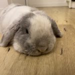 Éko Mon Lapin  Bleu de Vienne Mâle - Garde d'animaux à domicile