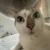 Images de profil de Amélia - Blooming Pets - Petsitting et garde d'animaux à domicile