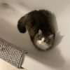 Images de profil de Amélia - Blooming Pets - Petsitting et garde d'animaux à domicile