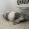 Images de profil de Amélia - Blooming Pets - Petsitting et garde d'animaux à domicile