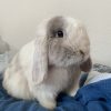 Images de profil de Amélia - Blooming Pets - Petsitting et garde d'animaux à domicile