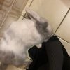 Images de profil de Amélia - Blooming Pets - Petsitting et garde d'animaux à domicile