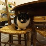 Isa dora Mon Chat  Européen Femelle - Garde d'animaux à domicile