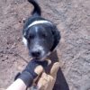 Images de profil de claire - Blooming Pets - Petsitting et garde d'animaux à domicile