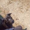 Images de profil de claire - Blooming Pets - Petsitting et garde d'animaux à domicile