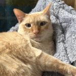 Flocon Mon Chat  Siamois Mâle stérilisé - Garde d'animaux à domicile