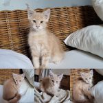 Urany de la Mainecooneraie Mon Chat  Maine Coon Mâle stérilisé - Garde d'animaux à domicile