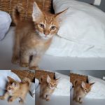 Ulk de la Mainecooneraie Mon Chat  Maine Coon Mâle stérilisé - Garde d'animaux à domicile