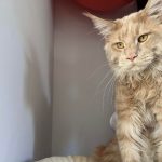 Shadow de Laf Mon Chat  Maine Coon Mâle - Garde d'animaux à domicile