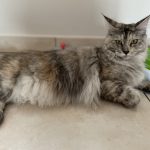 Sweet Dream des Jolycoon Mon Chat  Maine Coon Femelle - Garde d'animaux à domicile