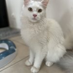 Snow des Birmacoon Mon Chat  Maine Coon Femelle - Garde d'animaux à domicile