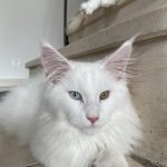 Talisman de la Mainecooneraie Mon Chat  Maine Coon Mâle - Garde d'animaux à domicile