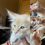 Uranus de la Mainecooneraie Mon Chat  Maine Coon Mâle stérilisé - Garde d'animaux à domicile