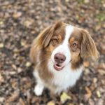 Shoko Mon Chien  Berger Australien Mâle stérilisé - Garde d'animaux à domicile