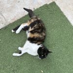 Nesty Mon Chat  Européen Femelle - Garde d'animaux à domicile