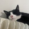 Images de profil de Chloé - Blooming Pets - Petsitting et garde d'animaux à domicile