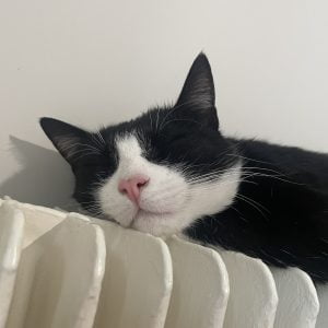 Images de profil de Chloé - Blooming Pets - Petsitting et garde d'animaux à domicile