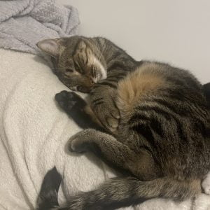 Images de profil de Chloé - Blooming Pets - Petsitting et garde d'animaux à domicile