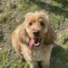 Images de profil de Camille - Blooming Pets - Petsitting et garde d'animaux à domicile