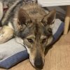 Images de profil de Camille - Blooming Pets - Petsitting et garde d'animaux à domicile